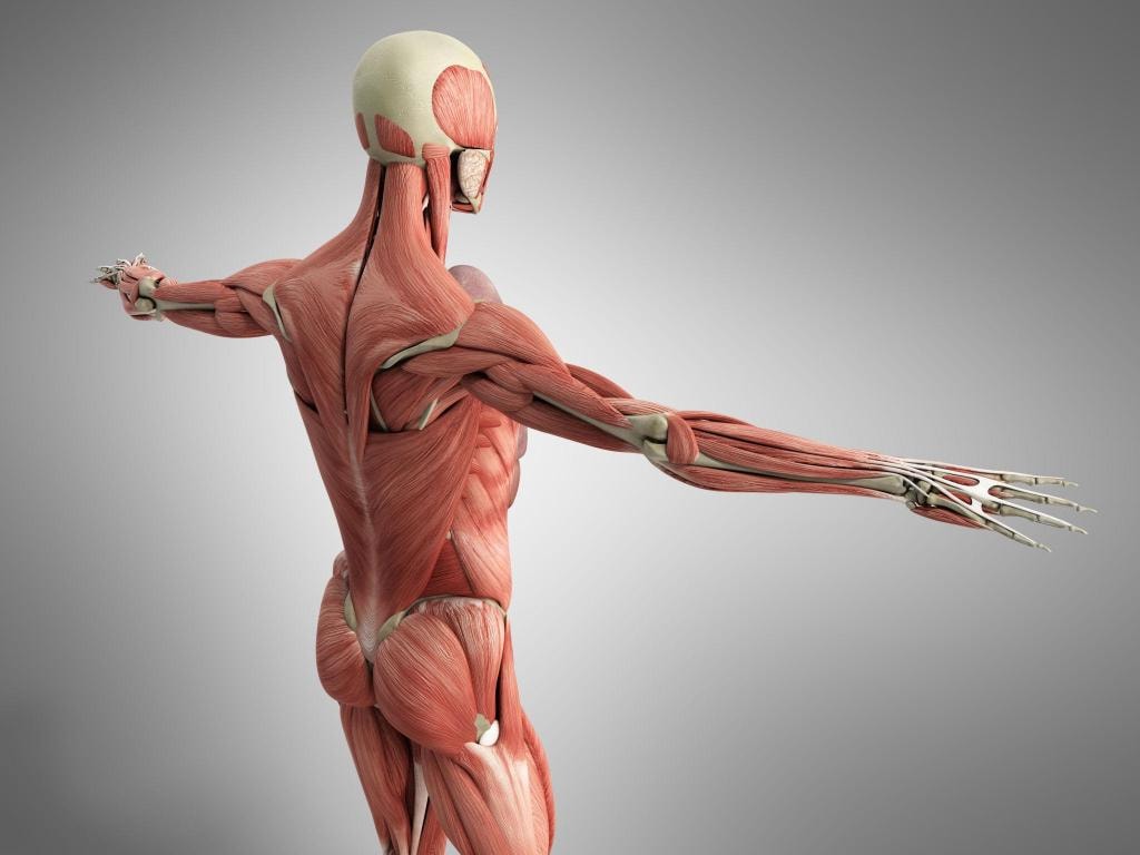 Therapeutic bodywork session
